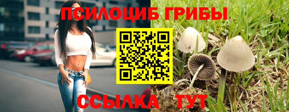 Красноармейск  Галлюциногенные грибы Psilocybine cubensis  Вход с VPN 